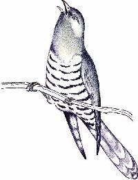 Кукушка раскраска