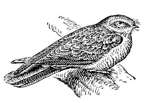 Кукушка черно белый рисунок (41 фото)