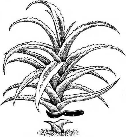 Алоэ столетник раскраска