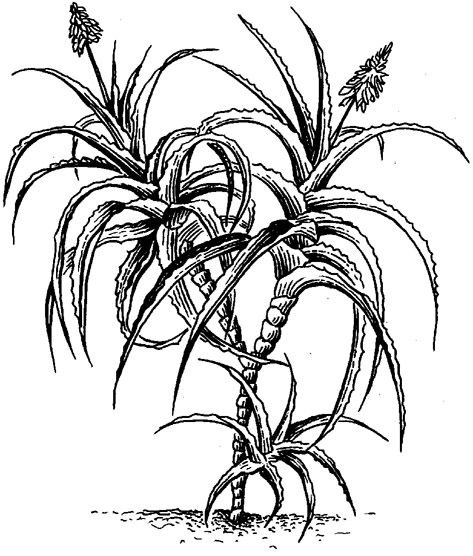 Алоэ древовидное