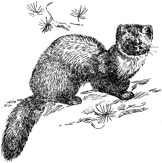 Соболь рисунок