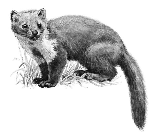 Куница Белогрудка