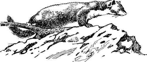 Соболь рисунок черно белый (40 фото)