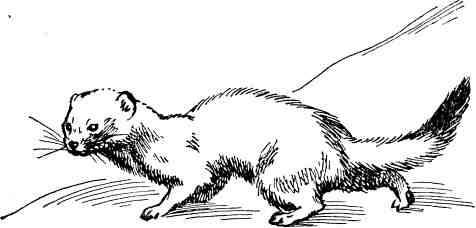 Горностай черно белый