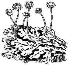 Ягель Олений мох рисунок