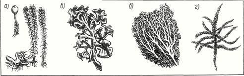 Пенек карандашом