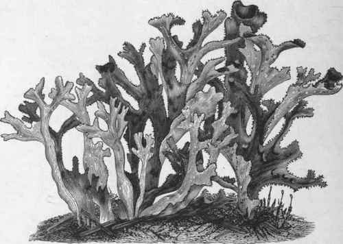 Маршанция мох ЕГЭ