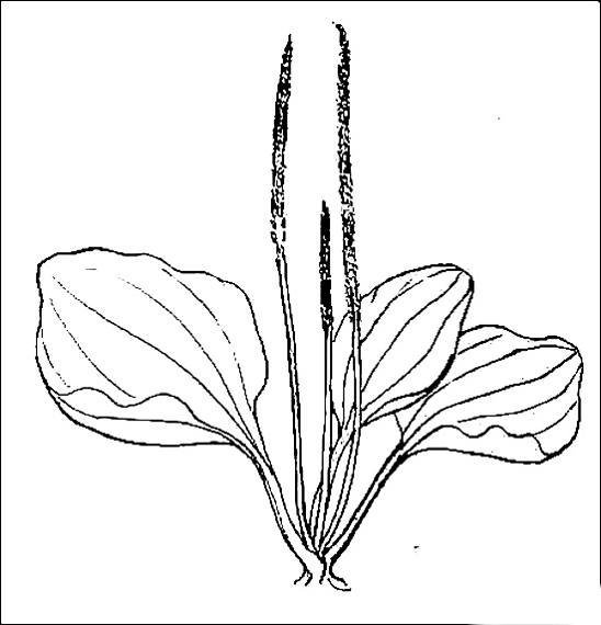 Подорожник большой