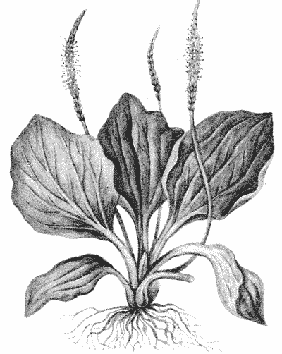 Подорожник раскраска для детей