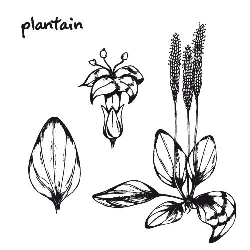 Подорожник большой