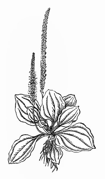 Подорожник карандашом