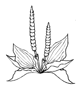 Подорожник раскраска