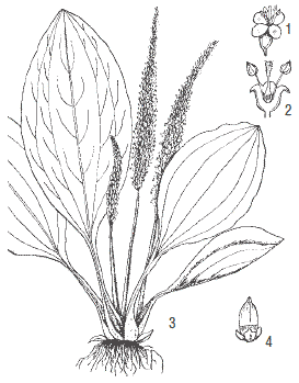 Подорожник раскраска