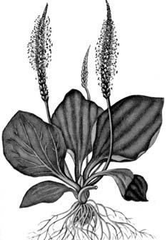 Подорожник раскраска