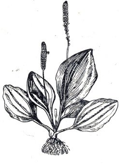 Plantago Major Ботанический рисунок