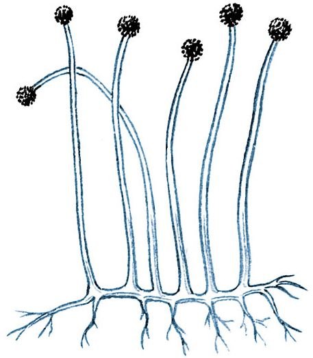 Строение плесневых грибов мукор