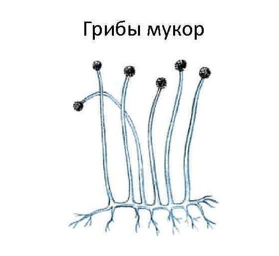 Мукор кистевидный