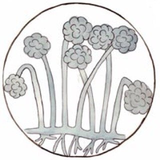 Как выглядит мукор