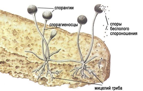 Строение мукора и пеницилла дрожжей