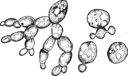 Рассмотрите рисунок с изображением дрожжей какое. Дрожжи грибы почкование. Почкование дрожжей ЕГЭ. Дрожжи одноклеточные грибы. Строение почкования дрожжей.
