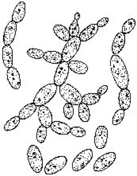 Saccharomyces cerevisiae строение