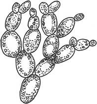 Дрожжевые грибы рисунок