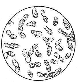 Хлебные дрожжи строение