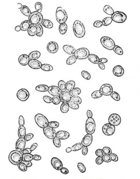 Дрожжи сахаромицеты строение