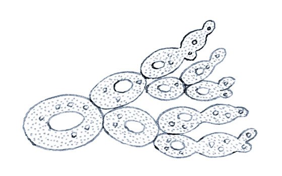 Дрожжи рисунок