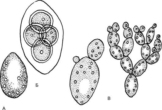 Сахаромицес строение