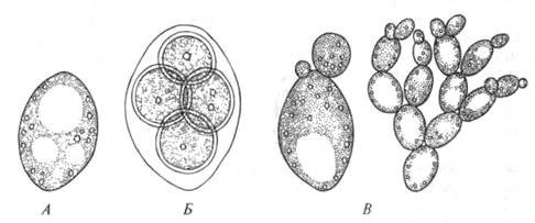 Почкование сумчатых грибов