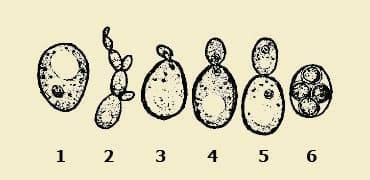 Почкование дрожжей
