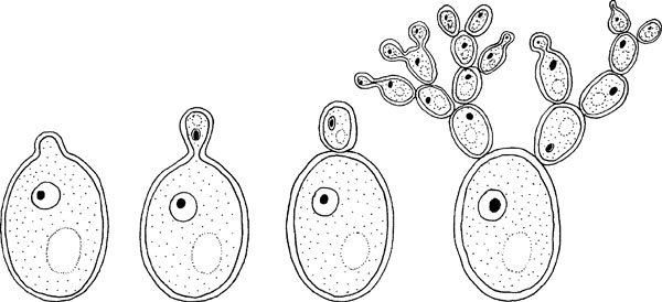 Почкование клетки дрожжей