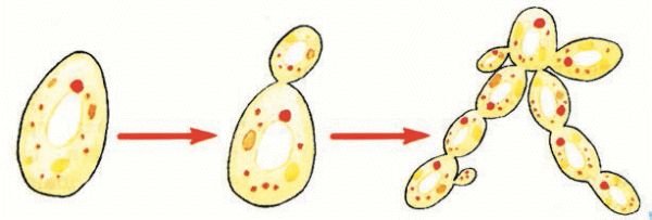 Дрожжи биология