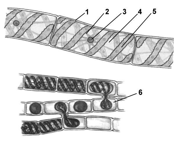 Строение клетки спирогиры