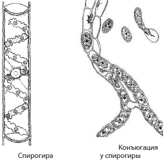Спирогира водоросль ЕГЭ