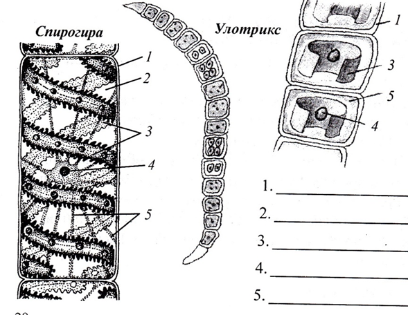 Строение клетки улотрикса