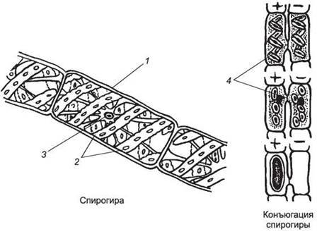 Спирогира строение и размножение