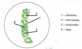 Спирогира рисунок черно белый (50 фото)