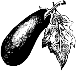 Баклажан гравюра