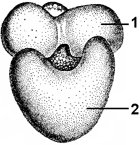 Рибосома строение рисунок