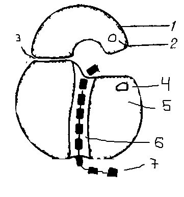 Функция малой субъединицы рибосомы
