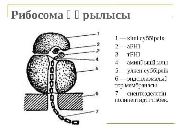 Рибосомы строение рисунок схематично