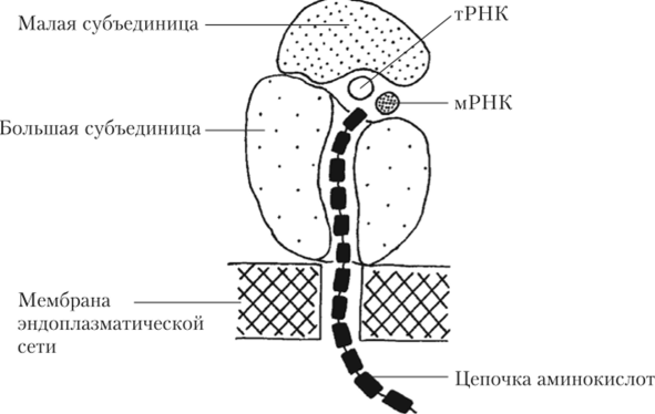 Строение рибосомы эукариотической клетки