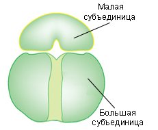 Рибосомы чб