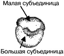 Рибосомы рисунок черно белый (49 фото)
