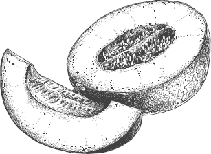 Дыня эскиз