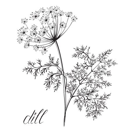 Укроп раскраска для детей