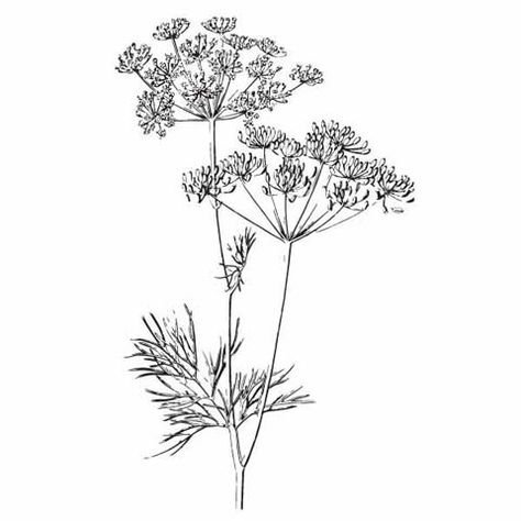 Укроп раскраска для детей