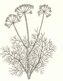 Укроп раскраска для детей